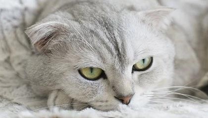 开云网页版登录入口-FPX新中单加入国家集训队，fpx战队新中单