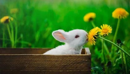 kaiyun体育综合-国足边锋单打独斗成功率数据统计，国足独赢关岛