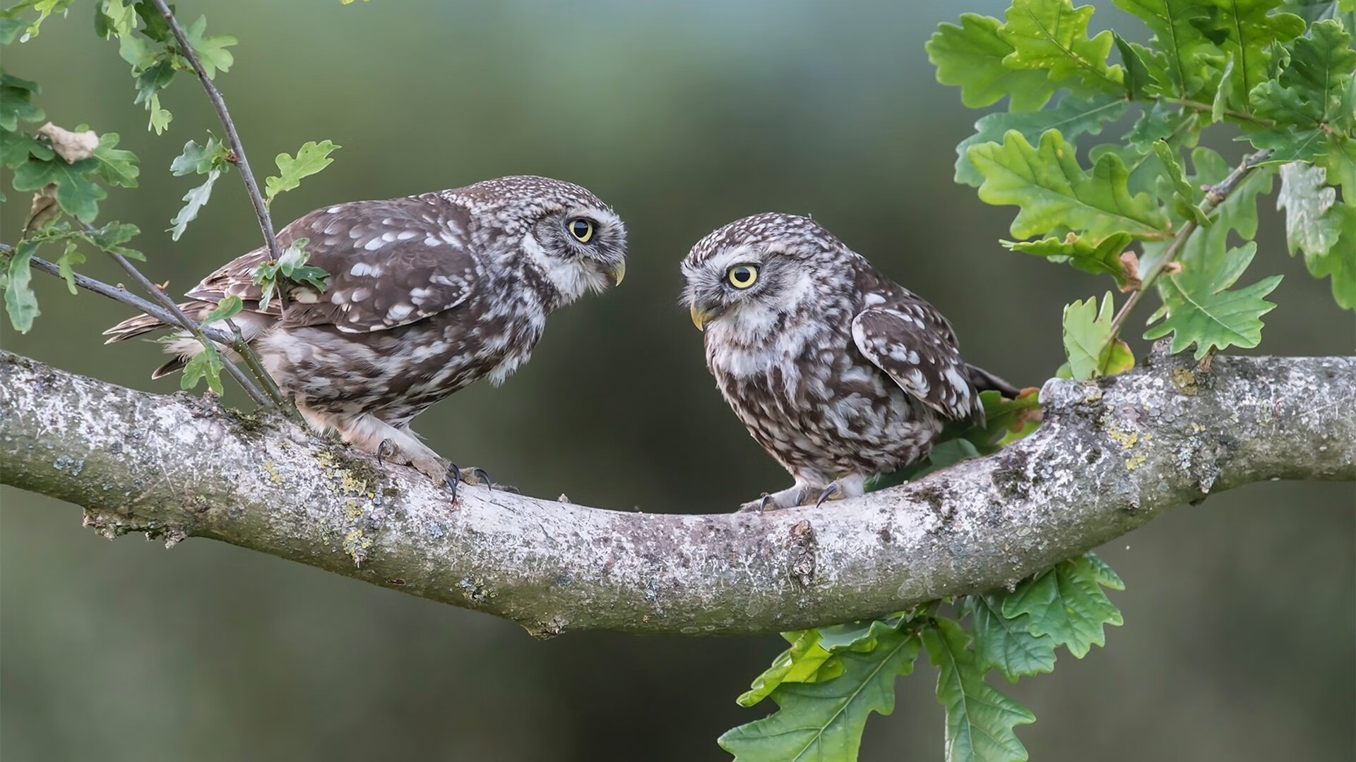 探秘赛道:隐藏的险点与潜在的危机区域,赛道示意图