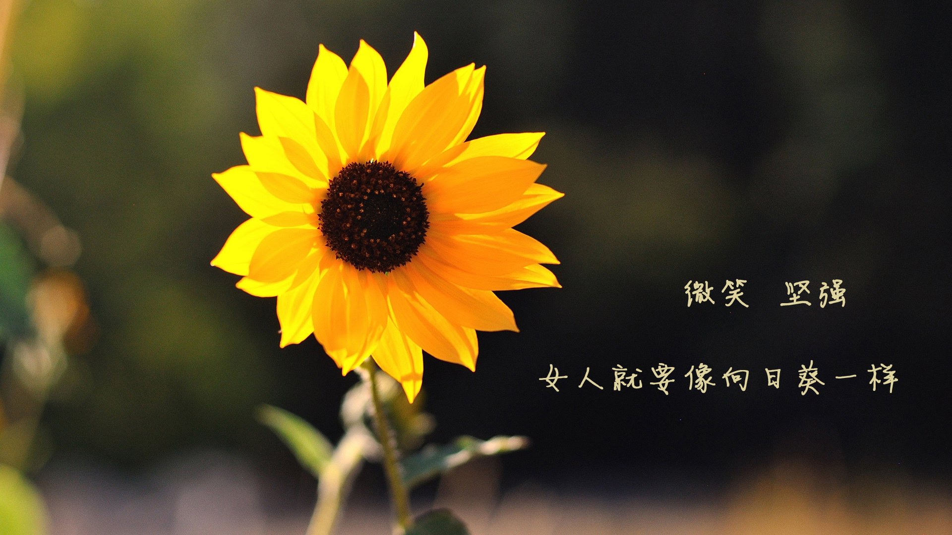 EDG战队新人快速成长,edg战队怎么样