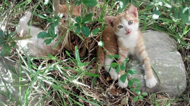 kaiyun网站-克罗地亚女足国家队备战欧洲锦标赛，欧洲杯克罗地亚队员