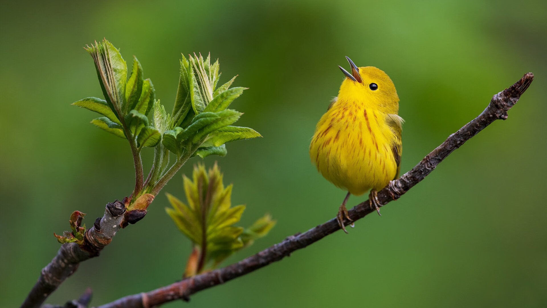 马洛卡主场失利,球队积分榜排名下滑,马洛卡vs莱加内斯