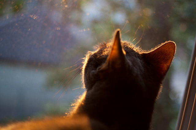 内线统治力谁能称霸篮下,内线作战是什么意思