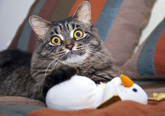 开云·体育官网-国家队战术执行力为何总是打折扣，国家队战斗方式