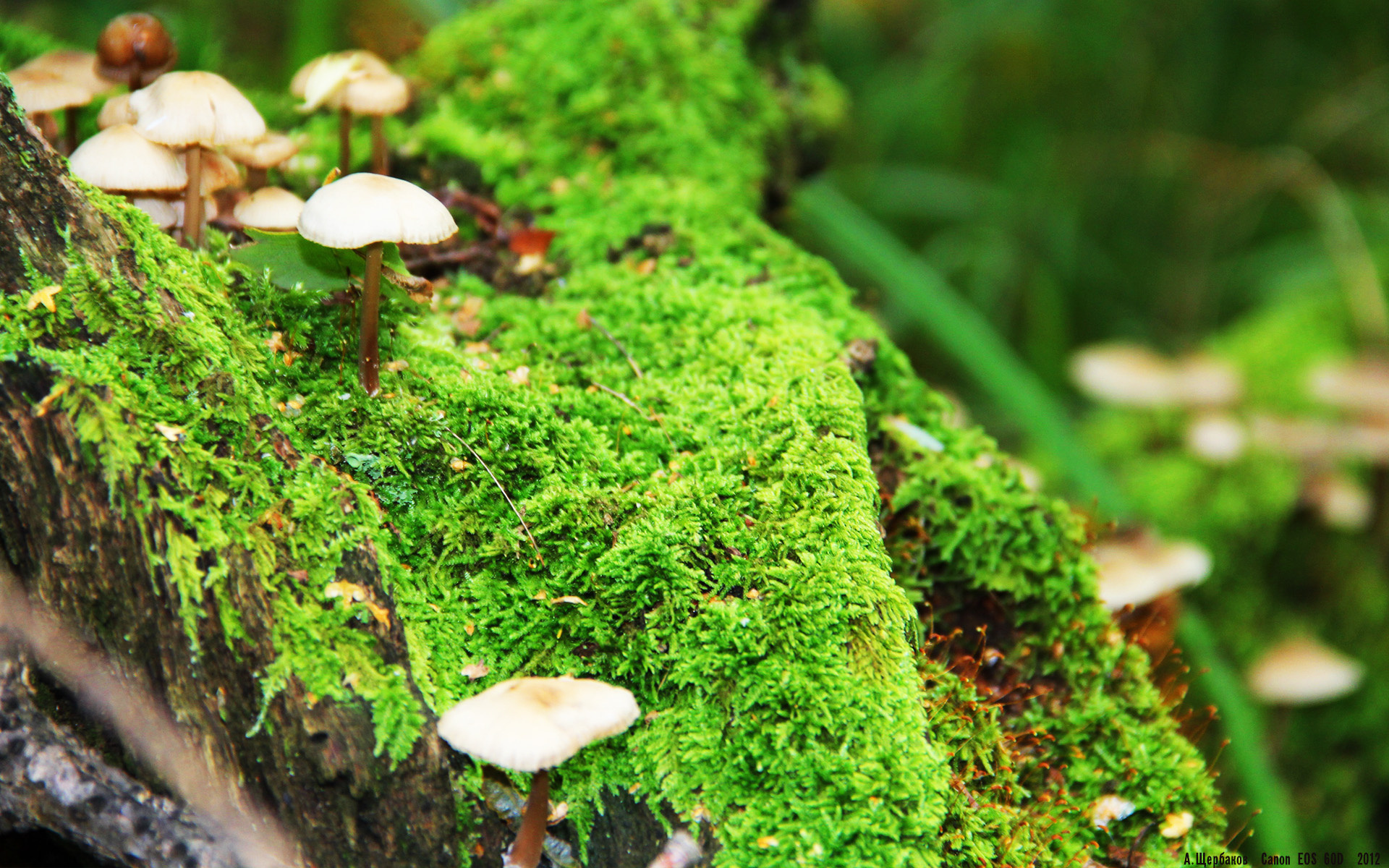 女排联赛迎来全新赛季 外援加盟成焦点,2020一2021女排超级联赛各队引援表