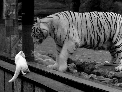 弗拉门戈边后卫助攻能力突出,弗拉门戈视频