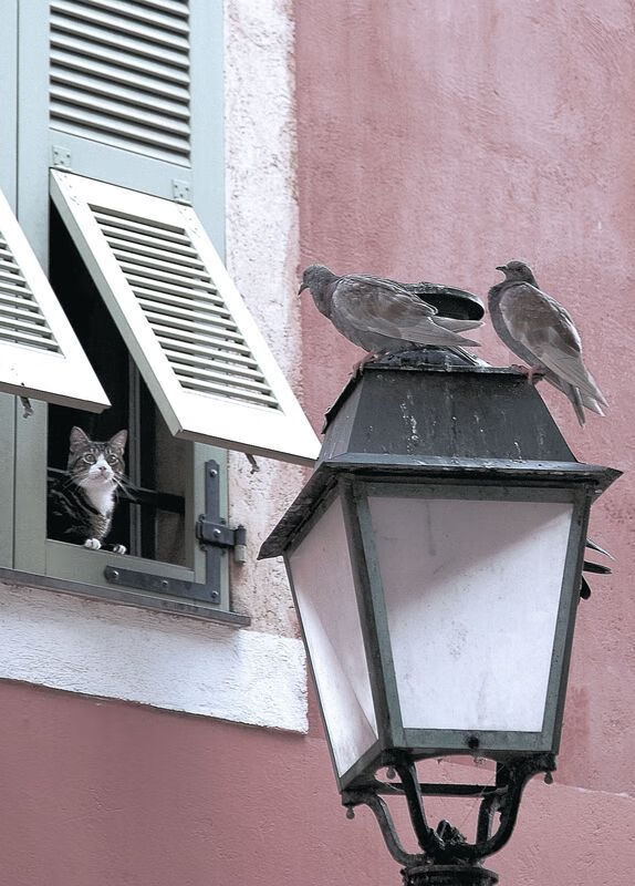 开云官网APP下载-田径赛引入激励机制促进选手稳定发挥，田径比赛流程