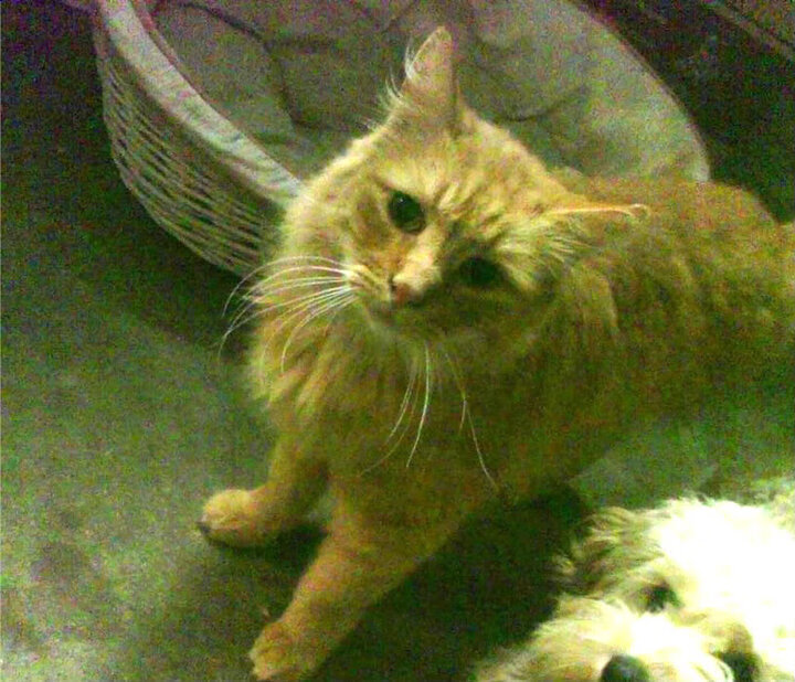 伤病潮来袭教练面临人员调配难题考验应变能力,教练员赛场应变