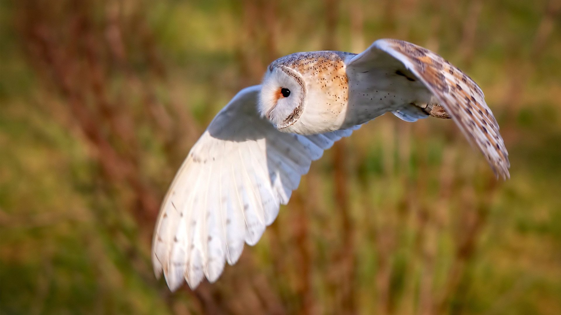 南非羚羊队：每一场比赛都是他们全面能力的完美体现，非洲羚羊的种类及名称