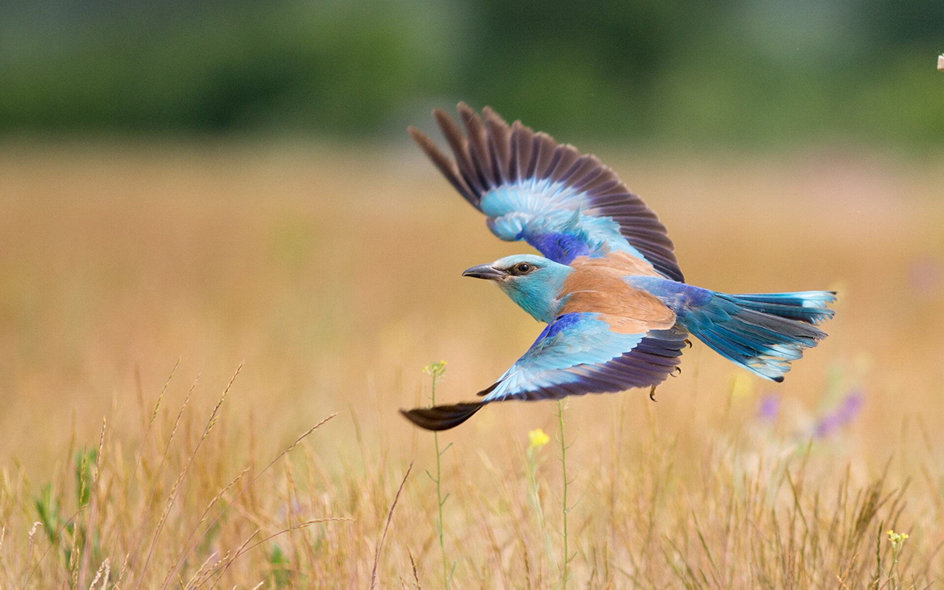 南非羚羊队:不惧任何挑战,每一次进攻与防守都充满力量与智慧