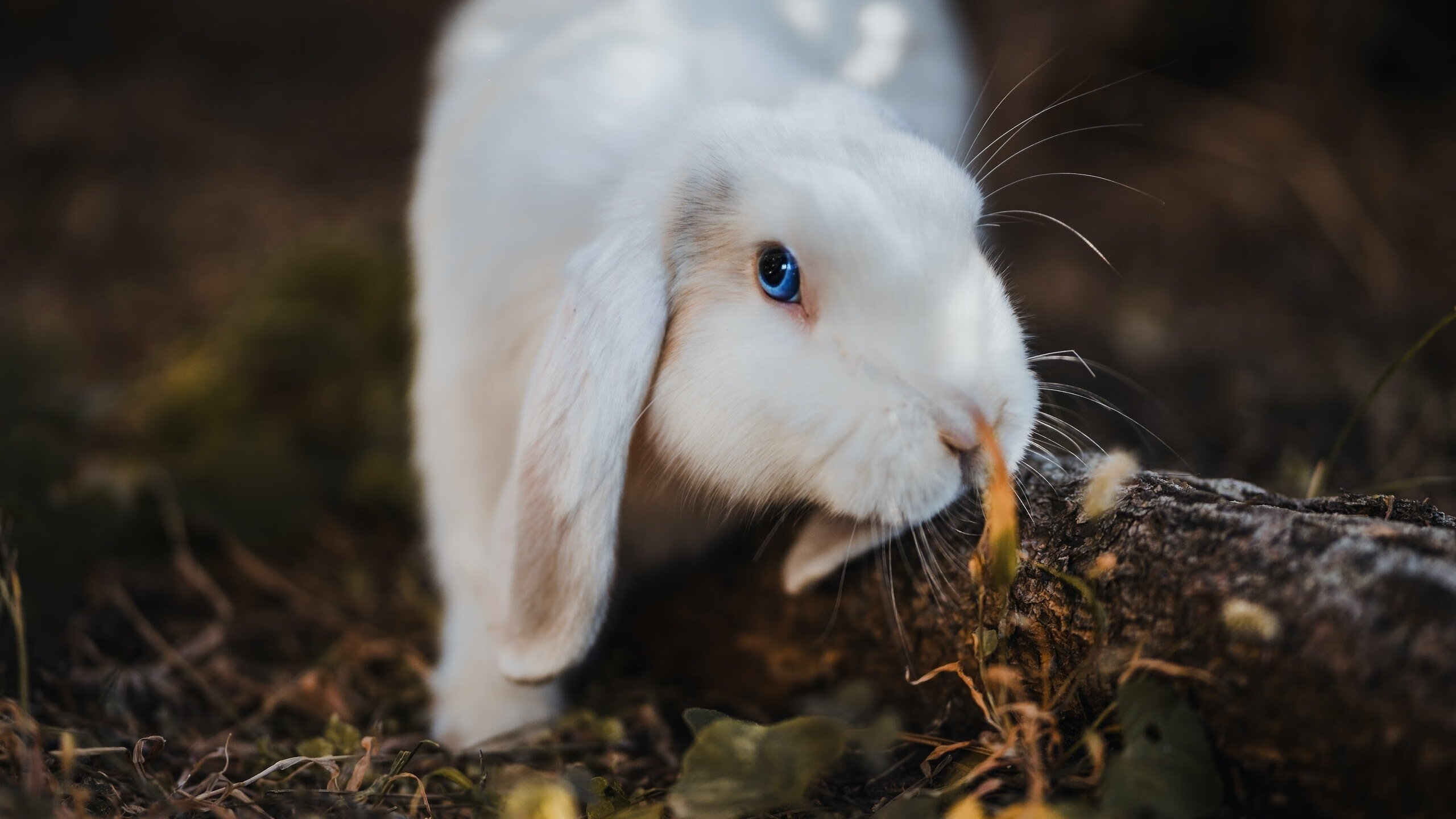 开云官网-瑞安在场上的无缝配合让全黑队的战术变得更具层次感，瑞安打黑最新新闻