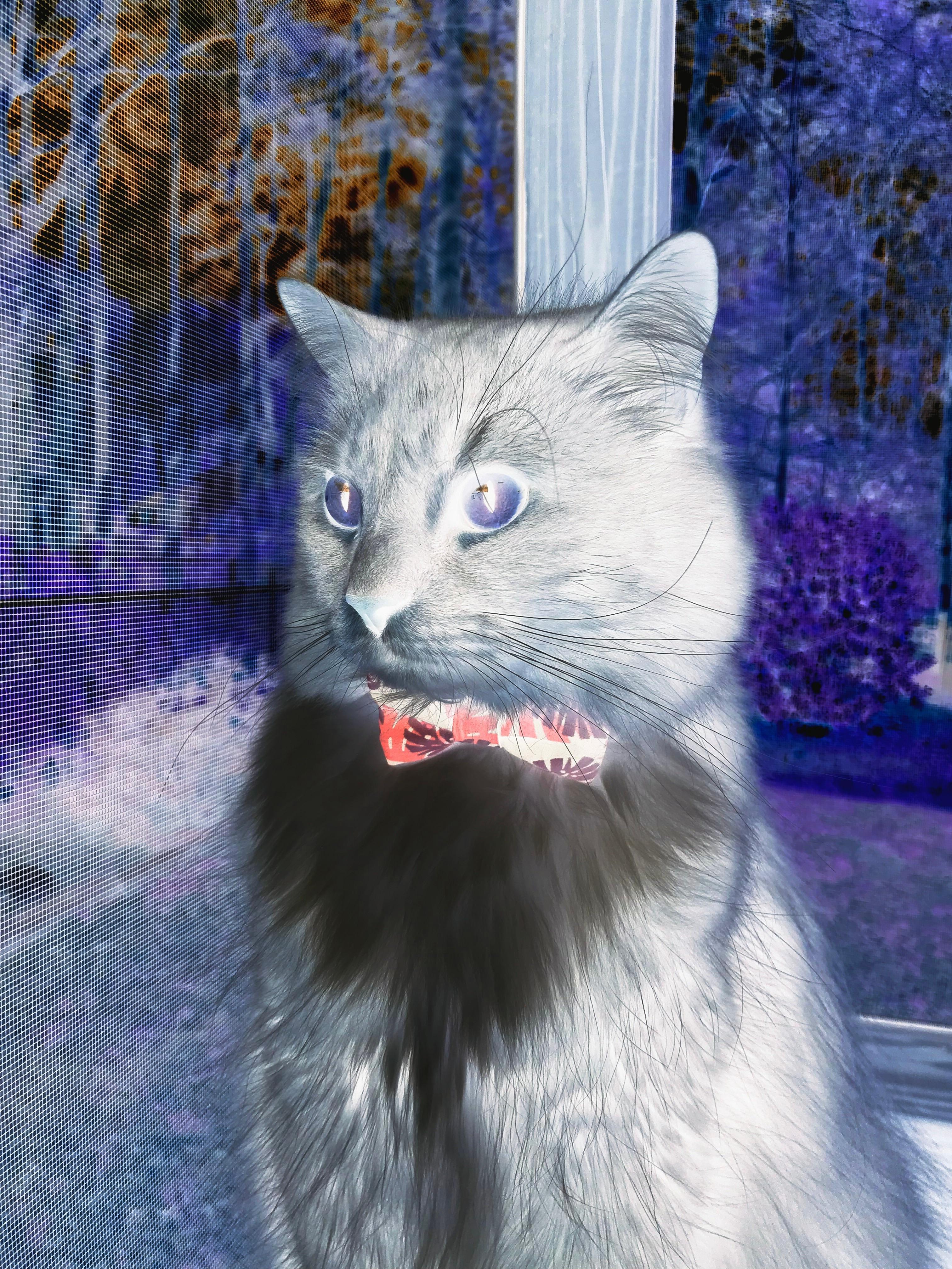 荷兰队在欧洲预赛中表现出色，晋级在即